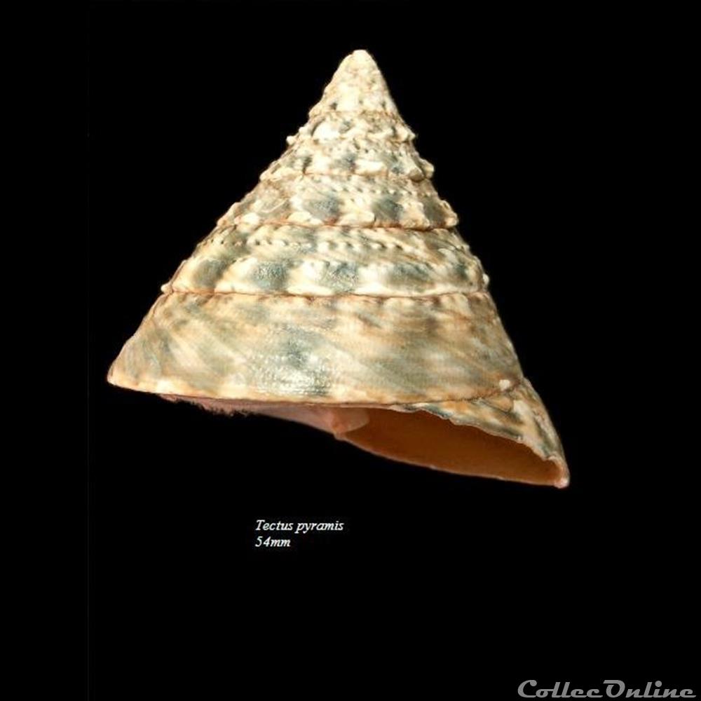 Tectus pyramis 54mm coquillage fossile gastropodum tectus pyramis 54mm
