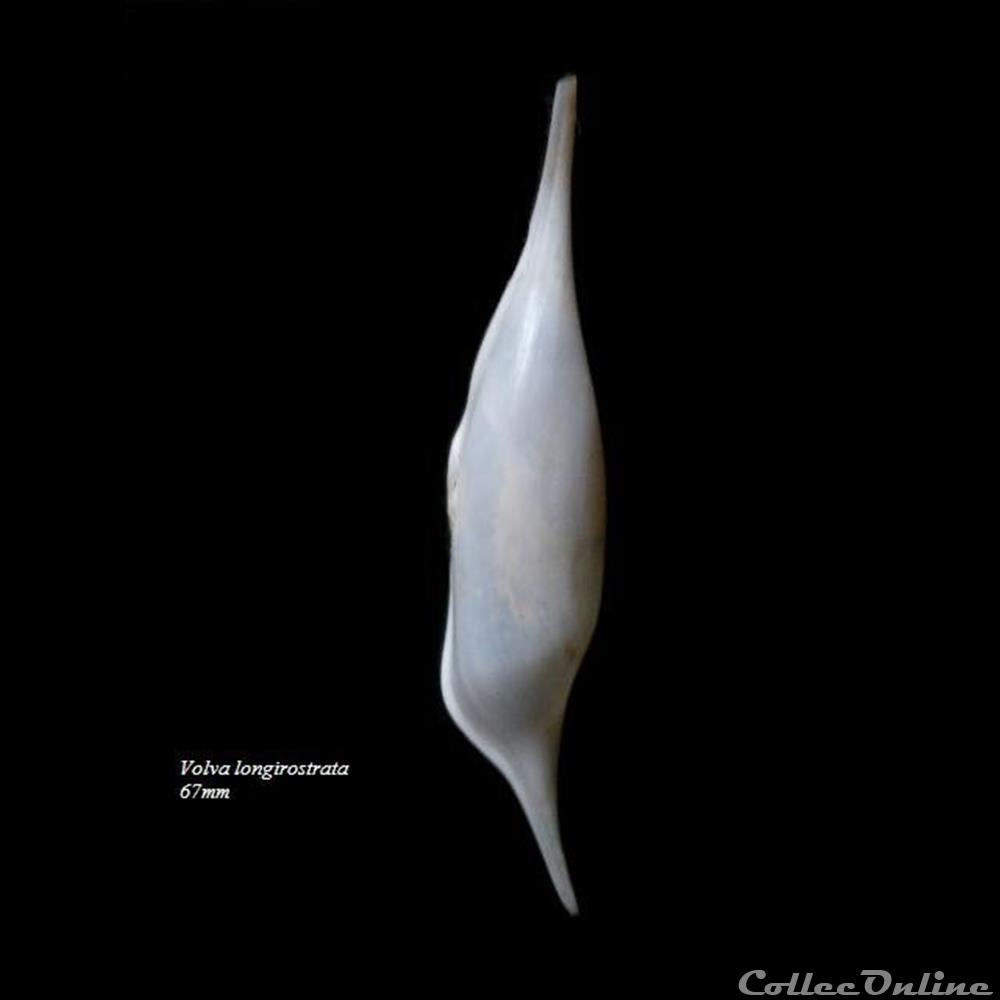 coquillage fossile gastropodum volva longirostrata 67mm