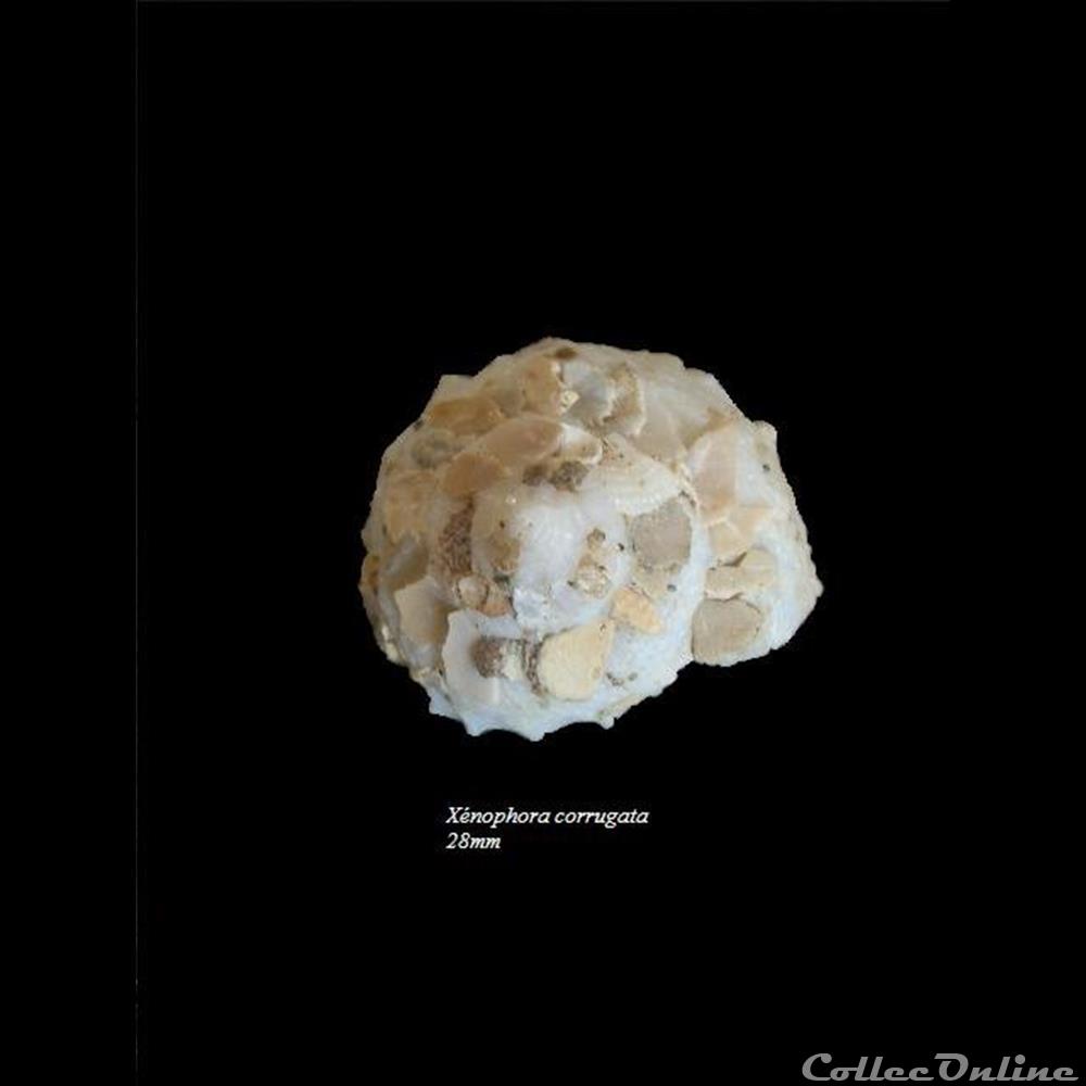 Xénophora corrugata 28mm coquillage fossile gastropodum xenophora corrugata 28mm