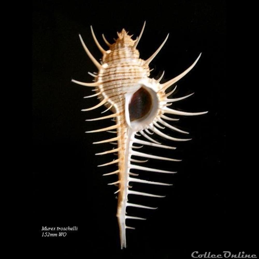 Murex troschelli 152mm WO coquillage fossile gastropodum murex troschelli 152mm wo