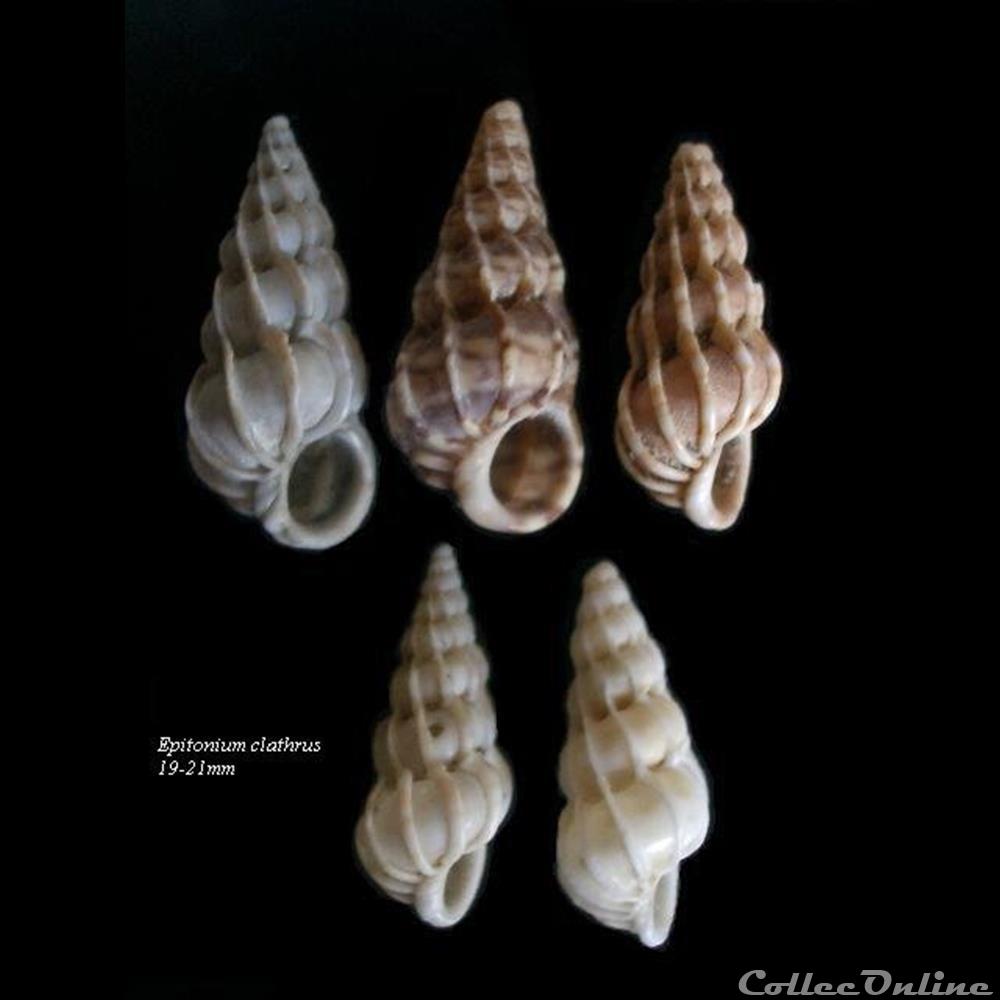 Epitonium clathrus 19-21mm coquillage fossile gastropodum epitonium clathrus 19 21mm