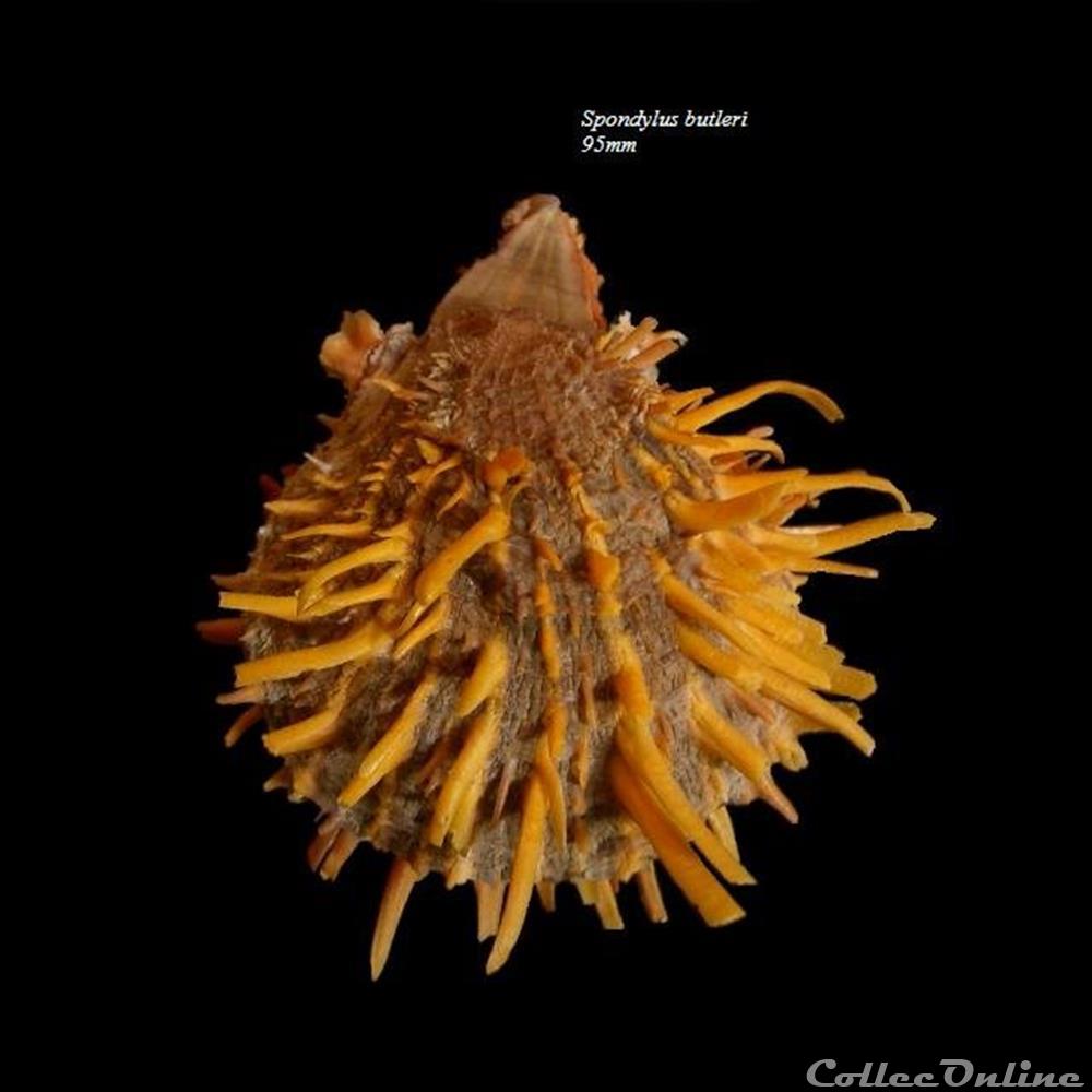Spondylus butleri 95mm coquillage fossile bivalvium spondylus butleri 95mm