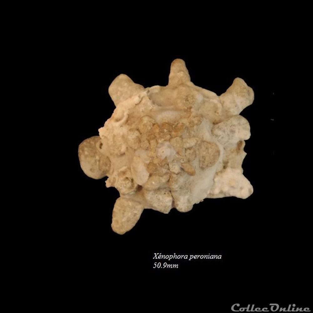 Xénophora peroniana 50.9mm coquillage fossile gastropodum xenophora peroniana 50 9mm