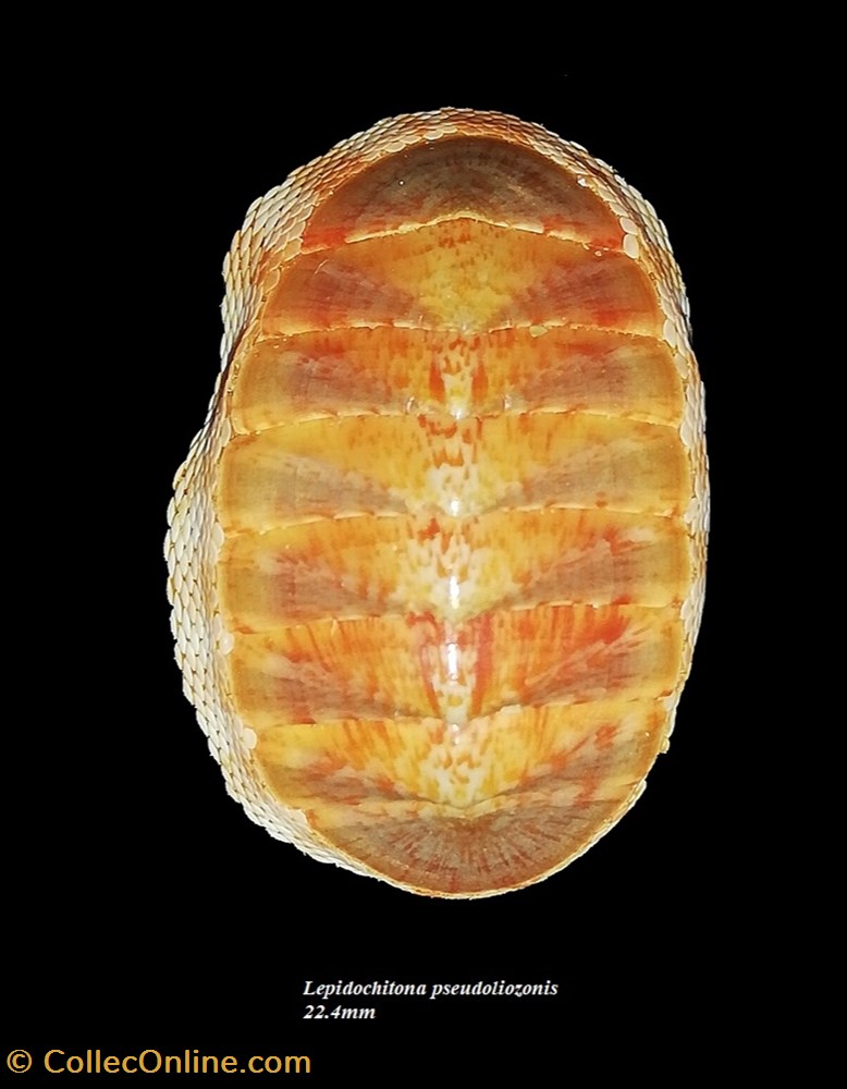 Lepidochitona pseudoliozonis 22.4mm coquillages fossiles polyplacophora lepidochitona pseudoliozonis 22 4mm