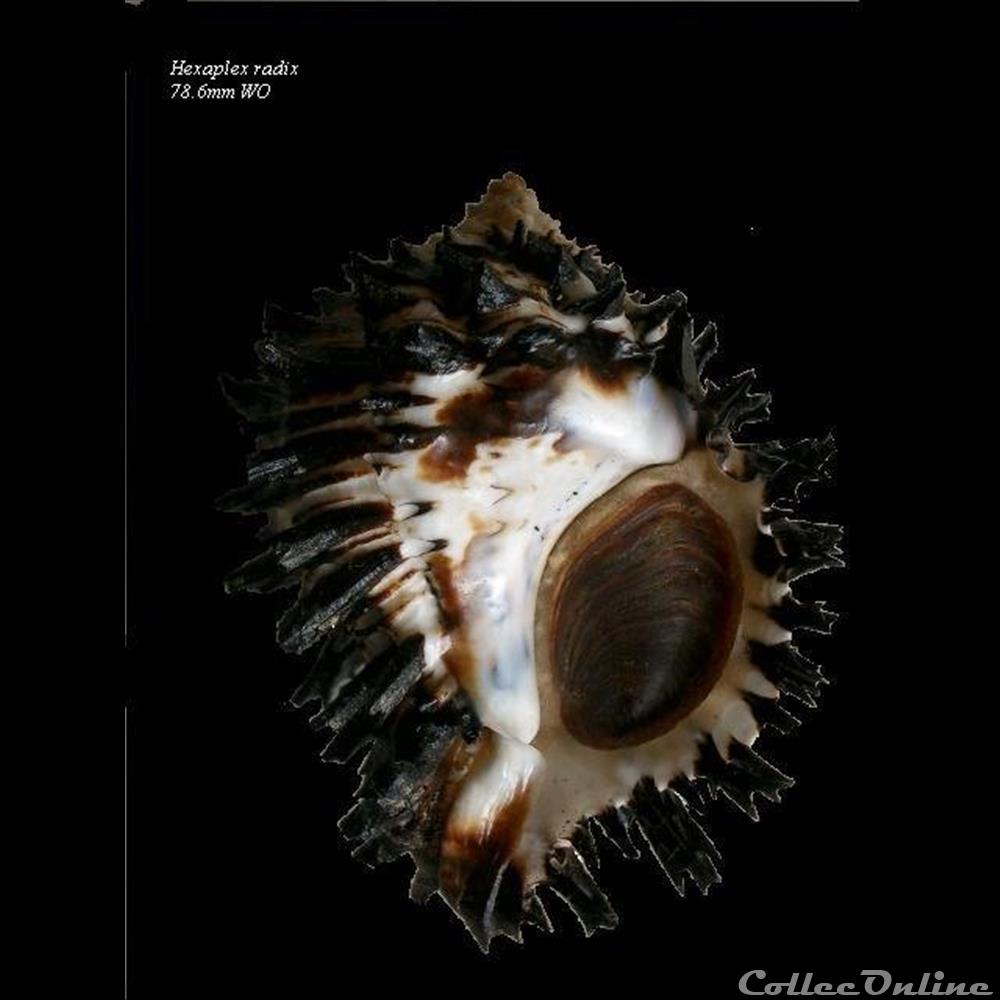 Hexaplex radix 76.6mm WO coquillage fossile gastropodum hexaplex radix 76 6mm wo