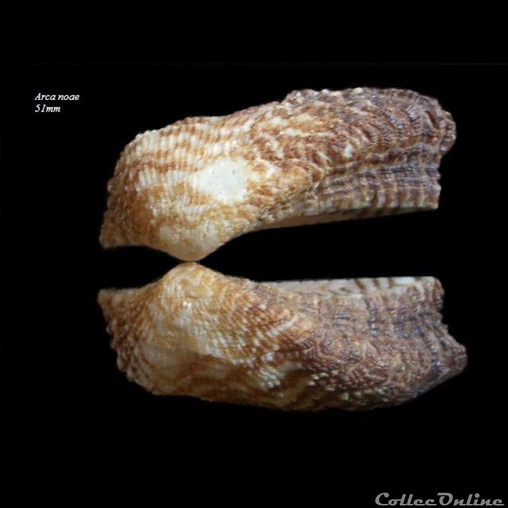 Arca noae 51mm coquillage fossile bivalvium arca noae 51mm