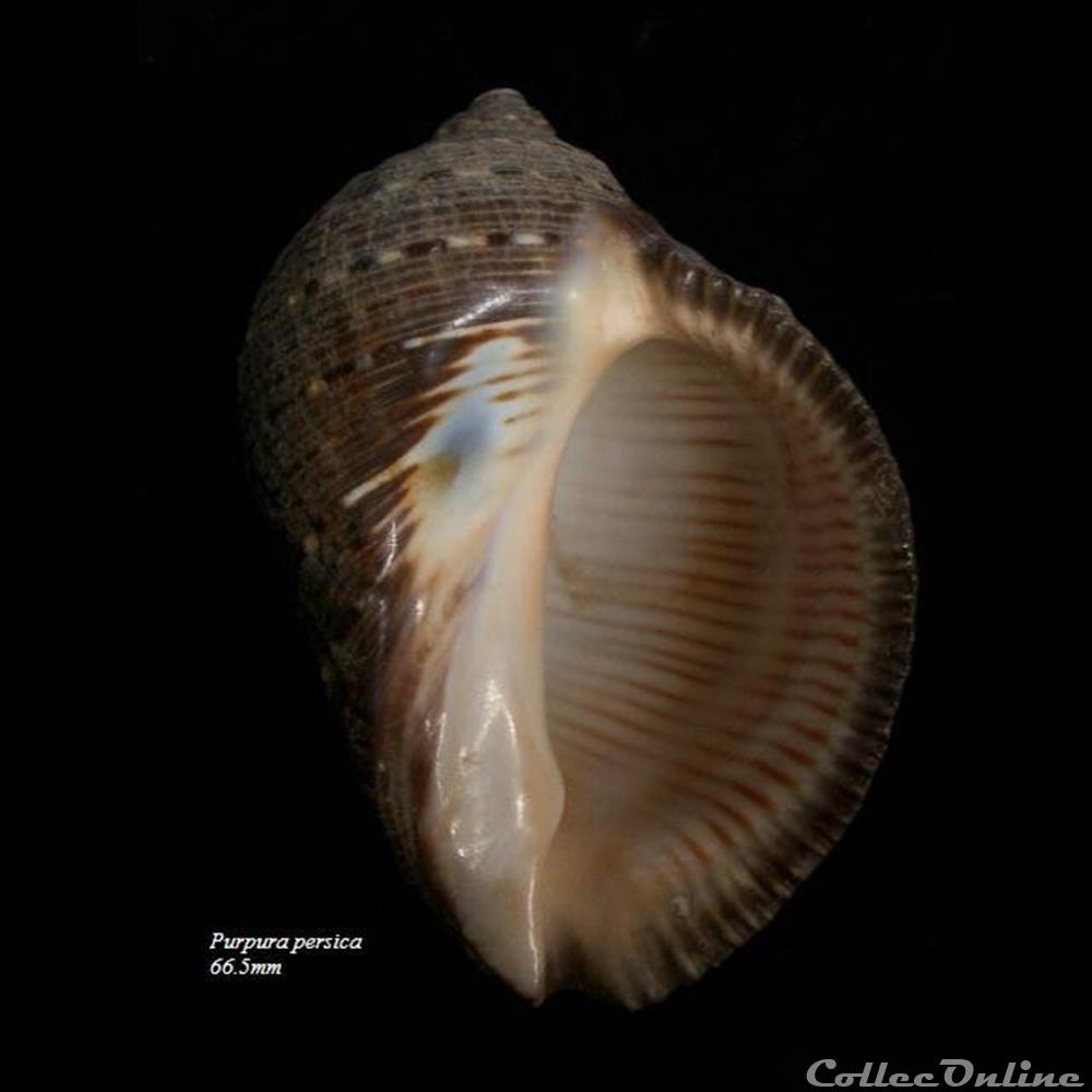 Purpura persica 66.5mm coquillage fossile gastropodum purpura persica 66 5mm