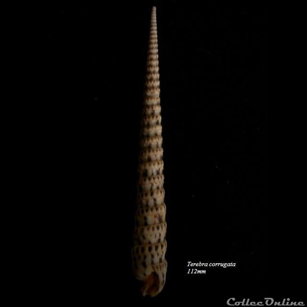 Terebra corrugata 112mm coquillage fossile gastropodum terebra corrugata 112mm