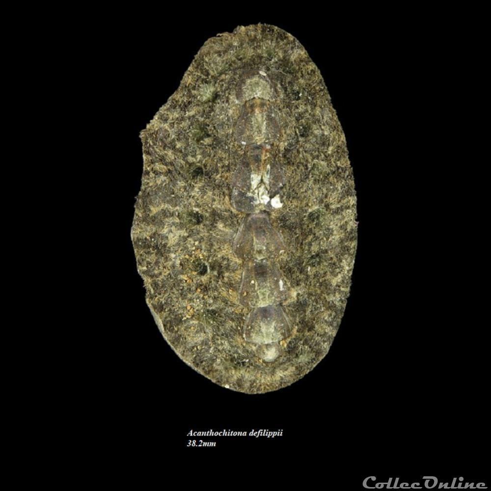 Acanthochitona defilippii 38.2mm coquillage fossile polyplacophora acanthochitona defilippii 38 2mm