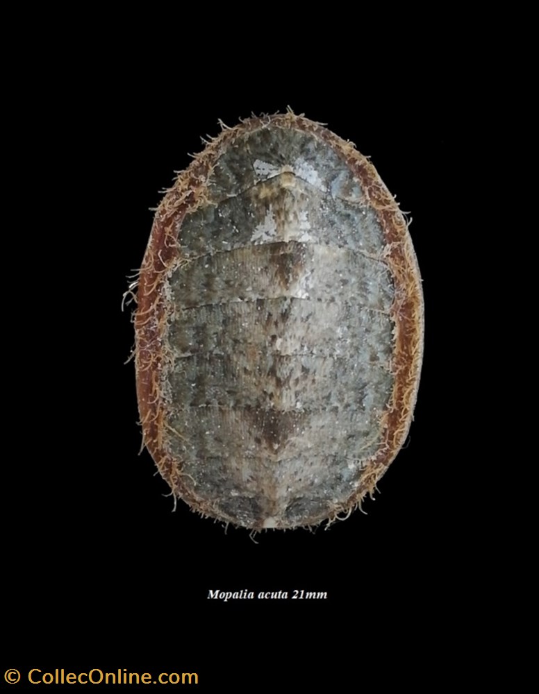 Mopalia acuta 21mm coquillage fossile polyplacophora mopalia acuta 21mm