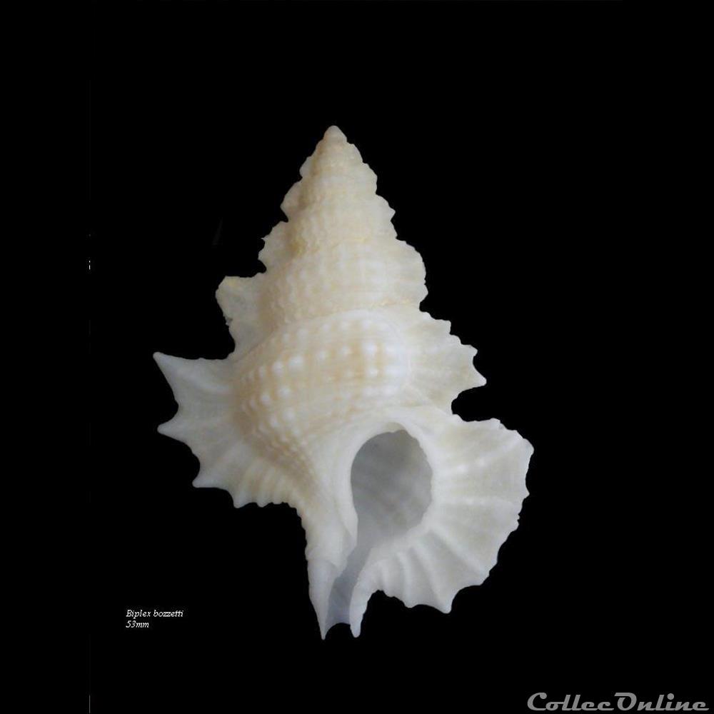 Biplex bozzetti 53mm coquillage fossile gastropodum biplex bozzetti 53mm