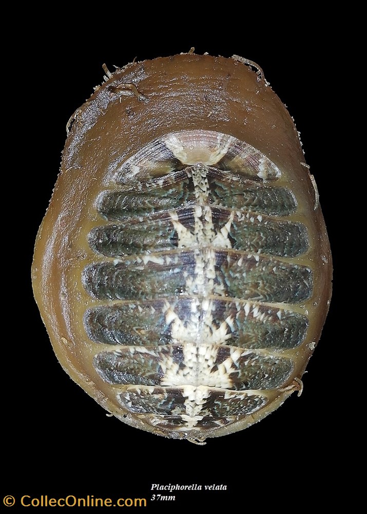Placiphorella velata 37mm coquillage fossile polyplacophora placiphorella velata 37mm