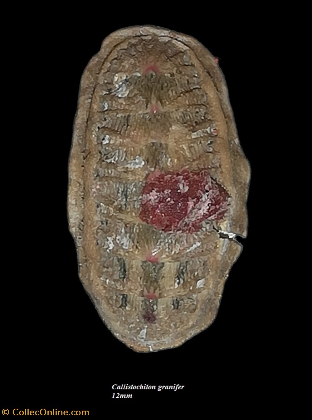 coquillages fossiles polyplacophora callistochiton granifer 12mm