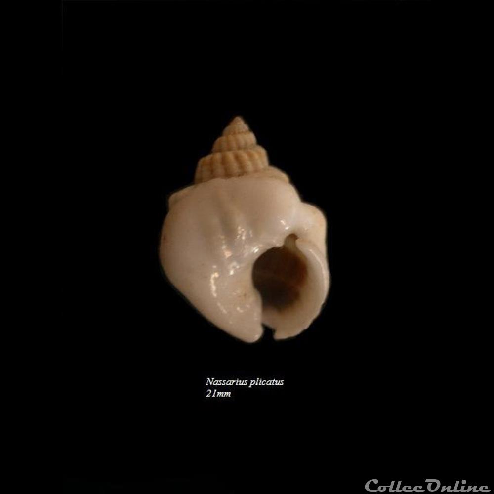 Nassarius arcularius plicatus 21mm coquillage fossile gastropodum nassarius arcularius plicatus 21mm