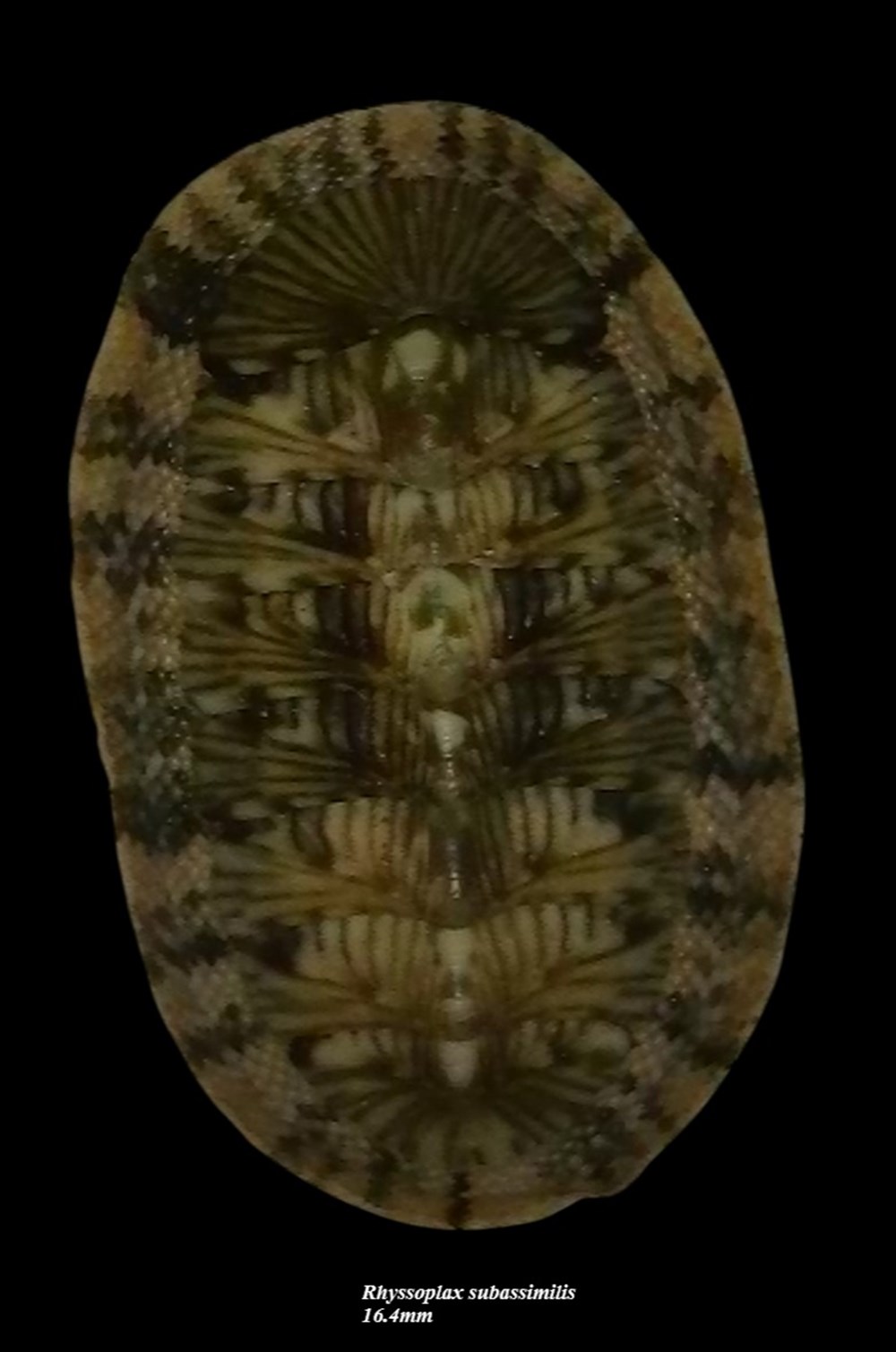 coquillages fossiles polyplacophora rhyssoplax subassimilis 16 4mm