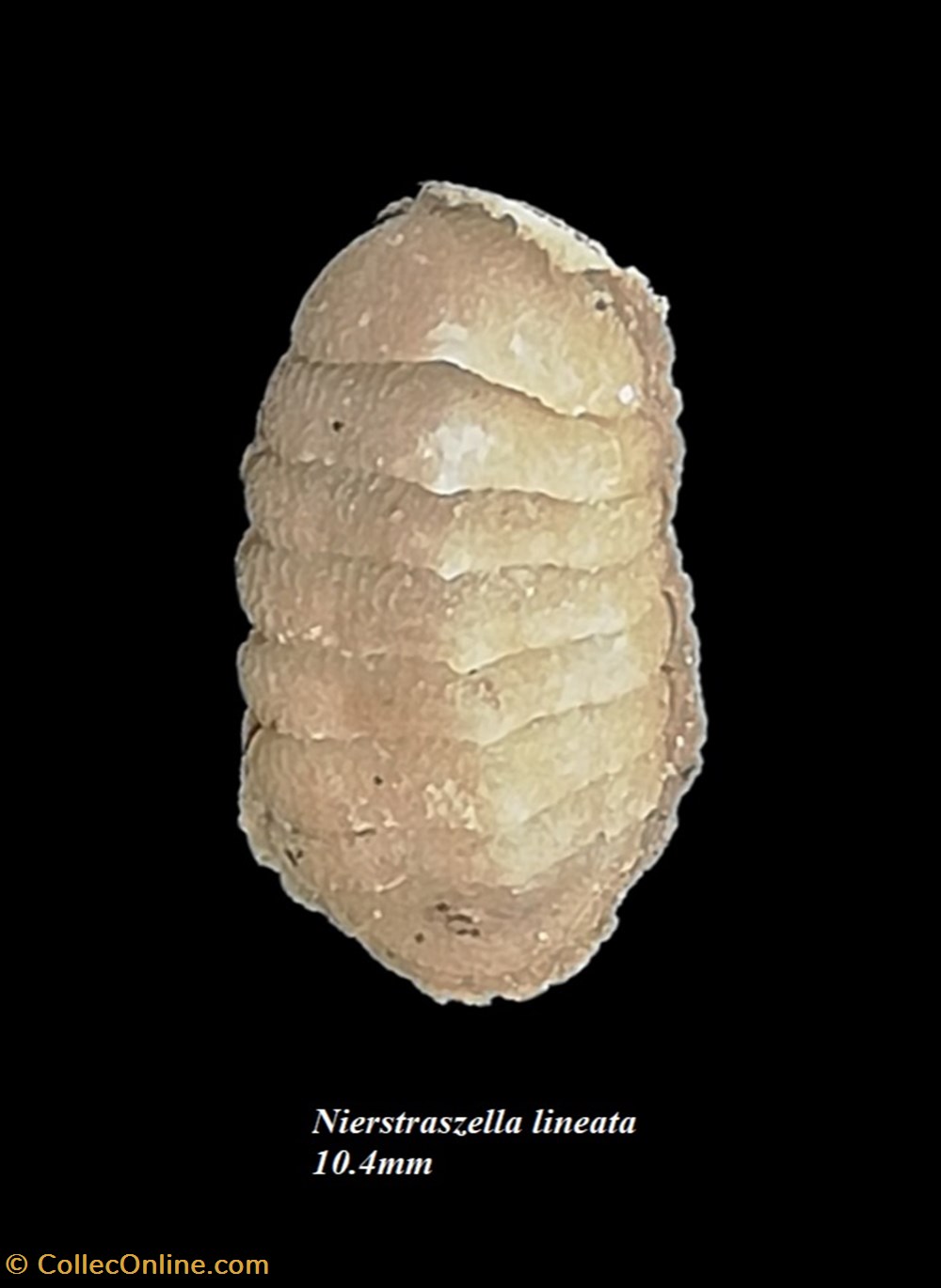 Nierstarszella linaeata 10.4mm coquillages fossiles polyplacophora nierstarszella linaeata 10 4mm