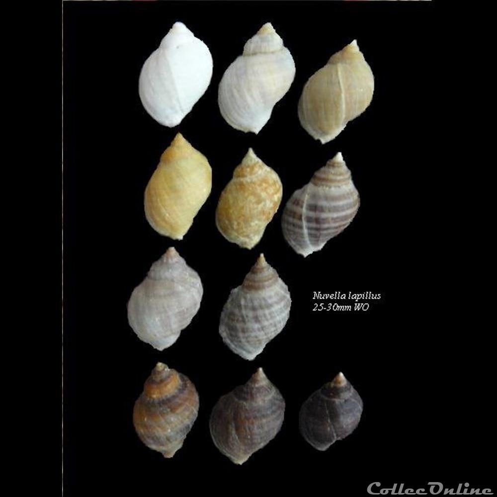 Nucella lapillus 25-30mm WO coquillage fossile gastropodum nucella lapillus 25 30mm wo