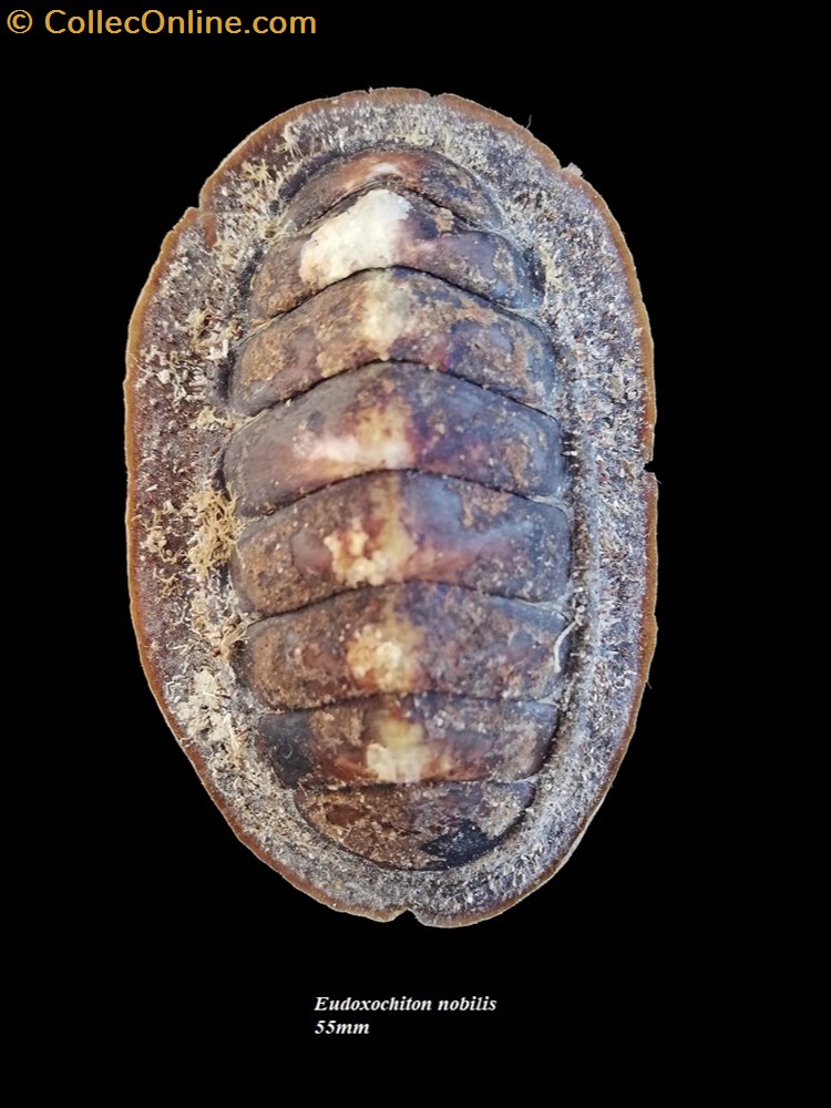 Eudoxochiton nobilis 55mm coquillage fossile polyplacophora eudoxochiton nobilis 55mm