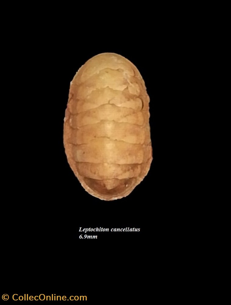 Leptochiton cancellatus 6.9mm coquillage fossile polyplacophora leptochiton cancellatus 6 9mm