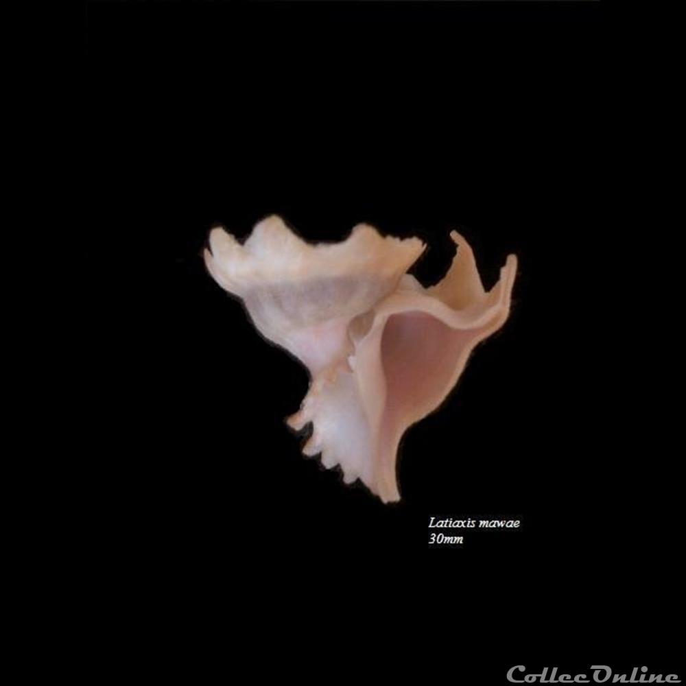 Latiaxis mawae 30mm coquillage fossile gastropodum latiaxis mawae 30mm