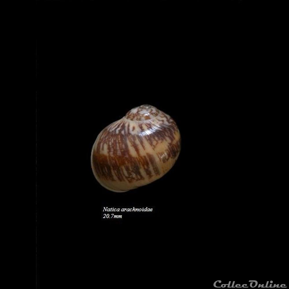 coquillage fossile gastropodum natica arachnoidae 20 7mm