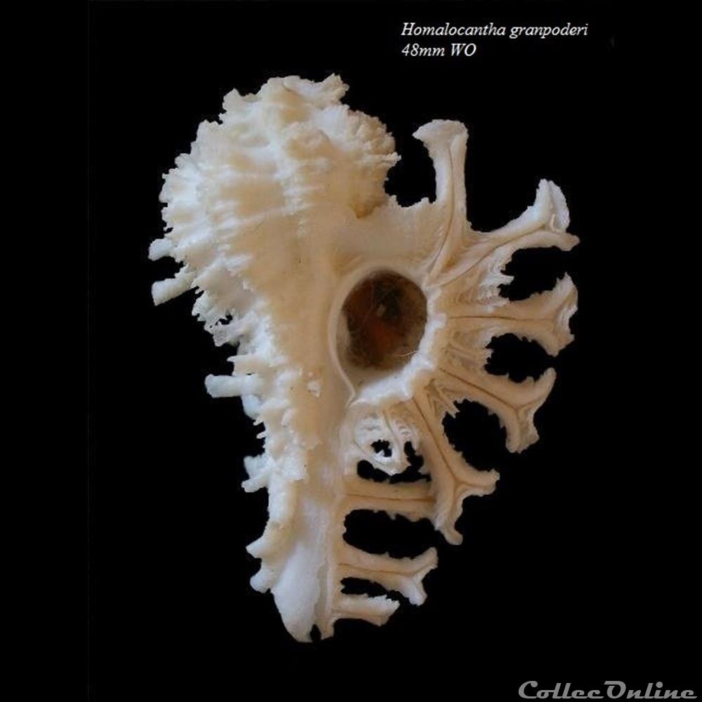 Homalocantha granpoderi 48mm WO forme blanche coquillage fossile gastropodum homalocantha granpoderi 48mm wo forme blanche