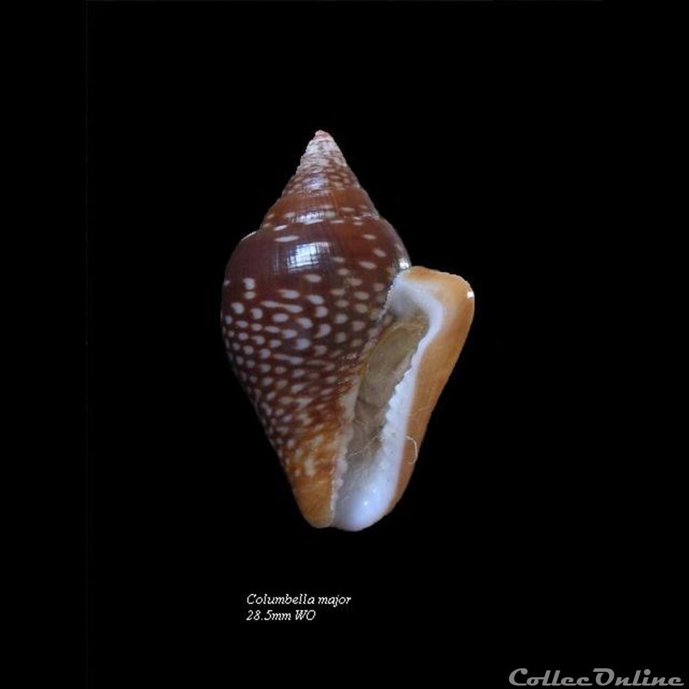Columbella major 28.5mm WO coquillage fossile gastropodum columbella major 28 5mm wo