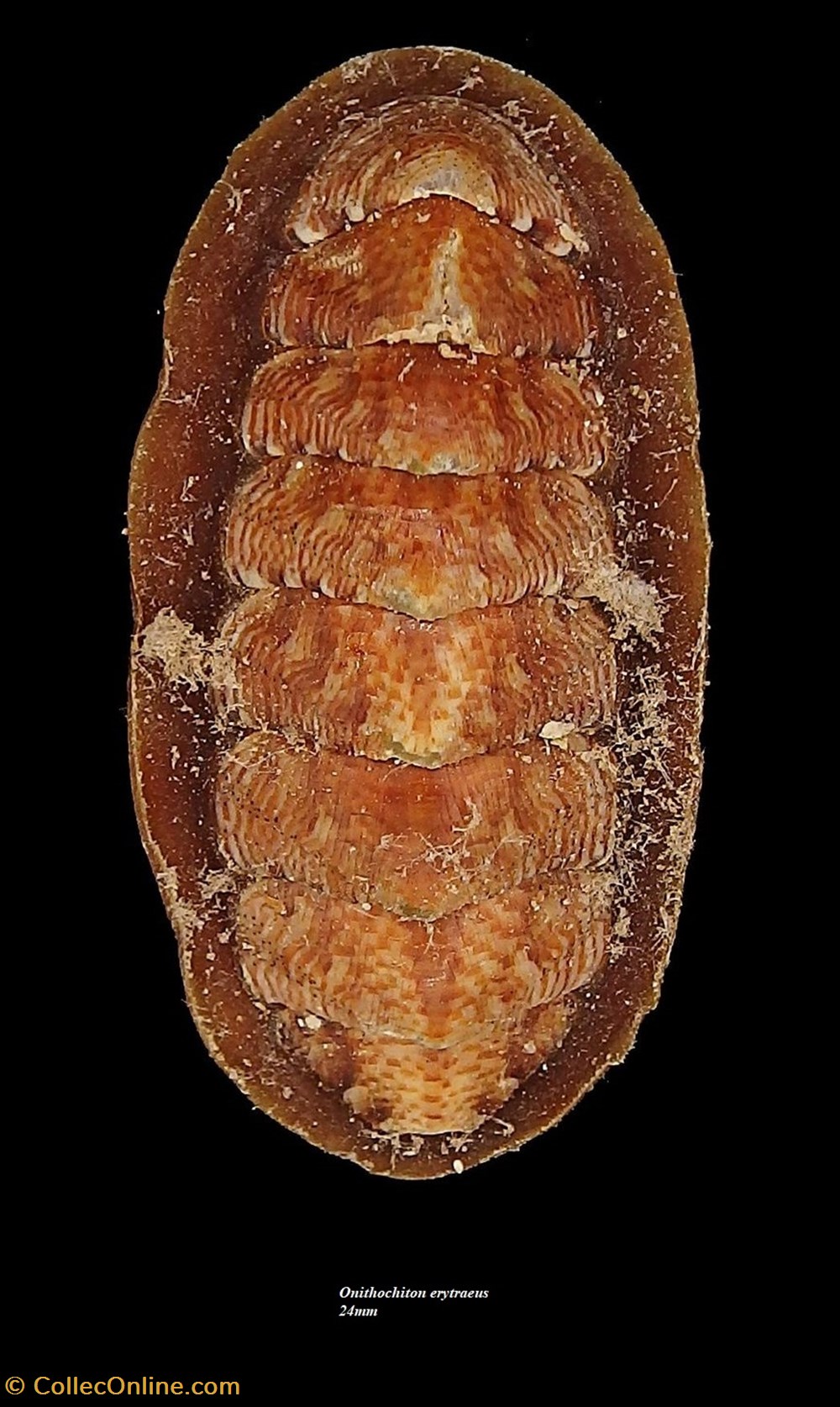 Onithochiton erythraeus 24mm coquillages fossiles polyplacophora onithochiton erythraeus 24mm
