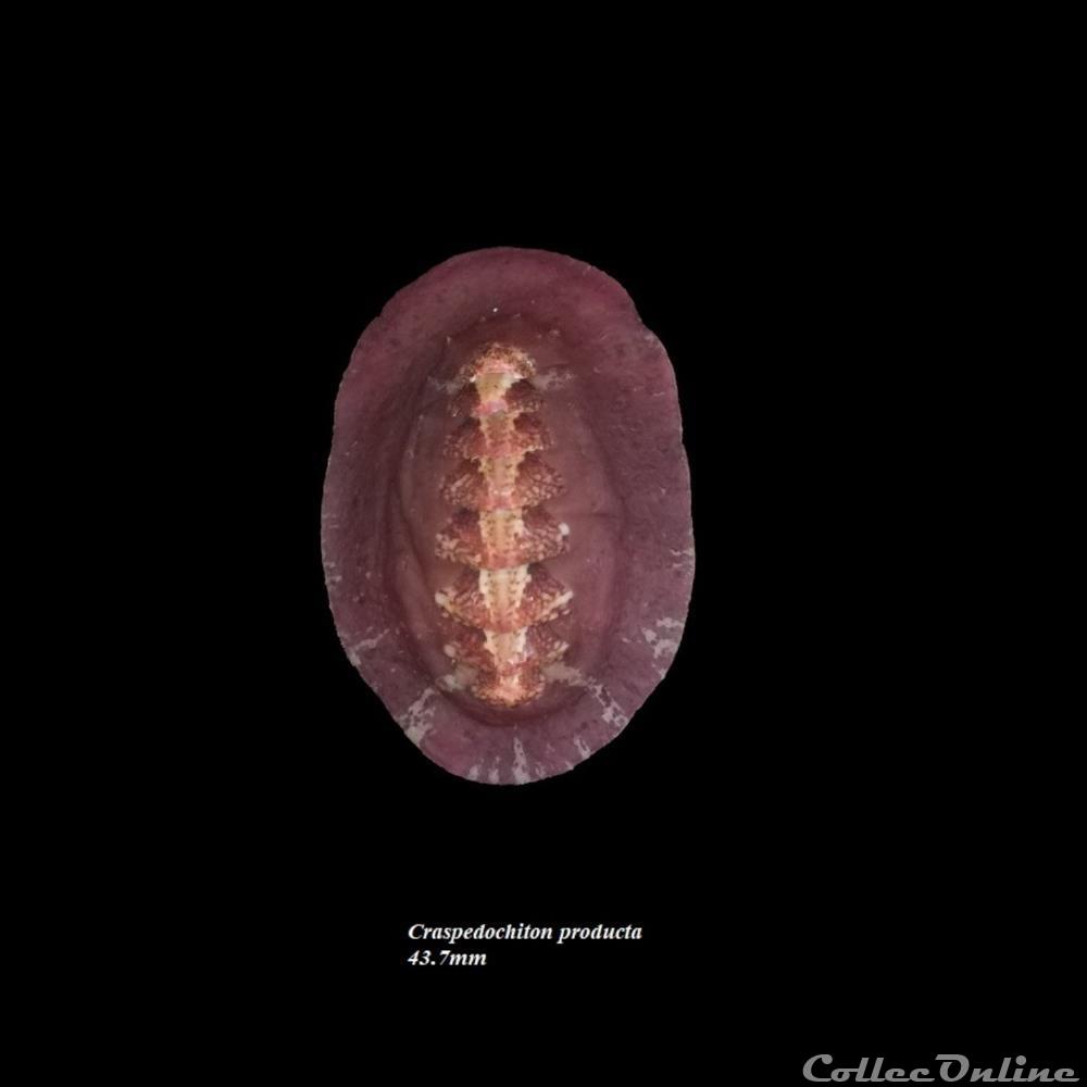 coquillages fossiles polyplacophora craspedochiton producta 43 7mm
