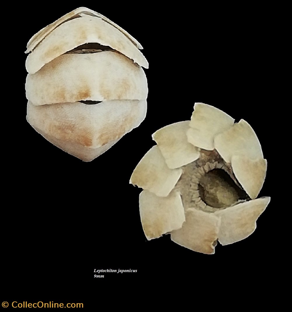 Leptochiton japonicus 9.4mm coquillages fossiles polyplacophora leptochiton japonicus 9 4mm