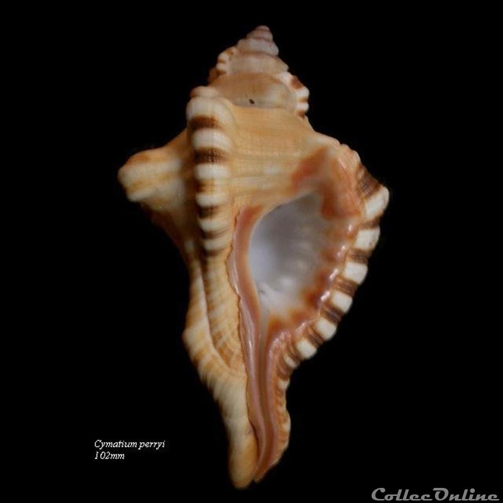 Cymatium perryi 102mm coquillage fossile gastropodum cymatium perryi 102mm