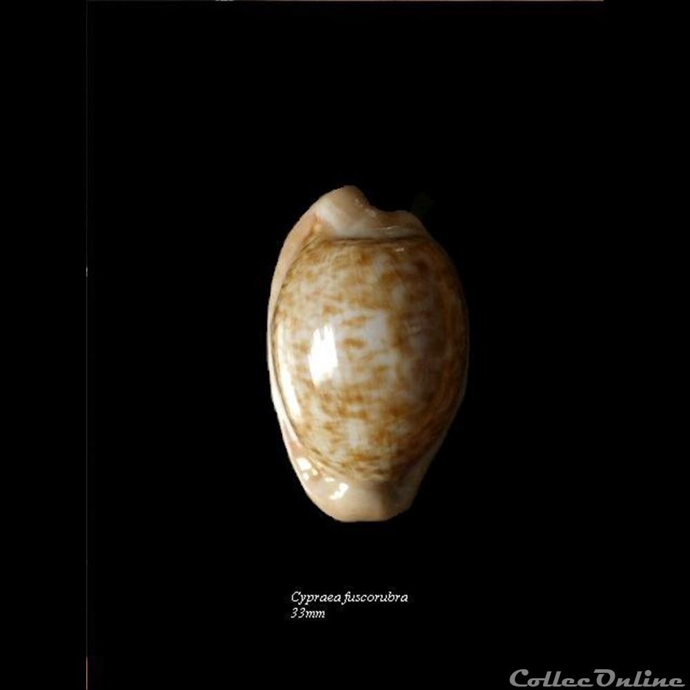 coquillage fossile gastropodum cypraea fuscorubra 33mm