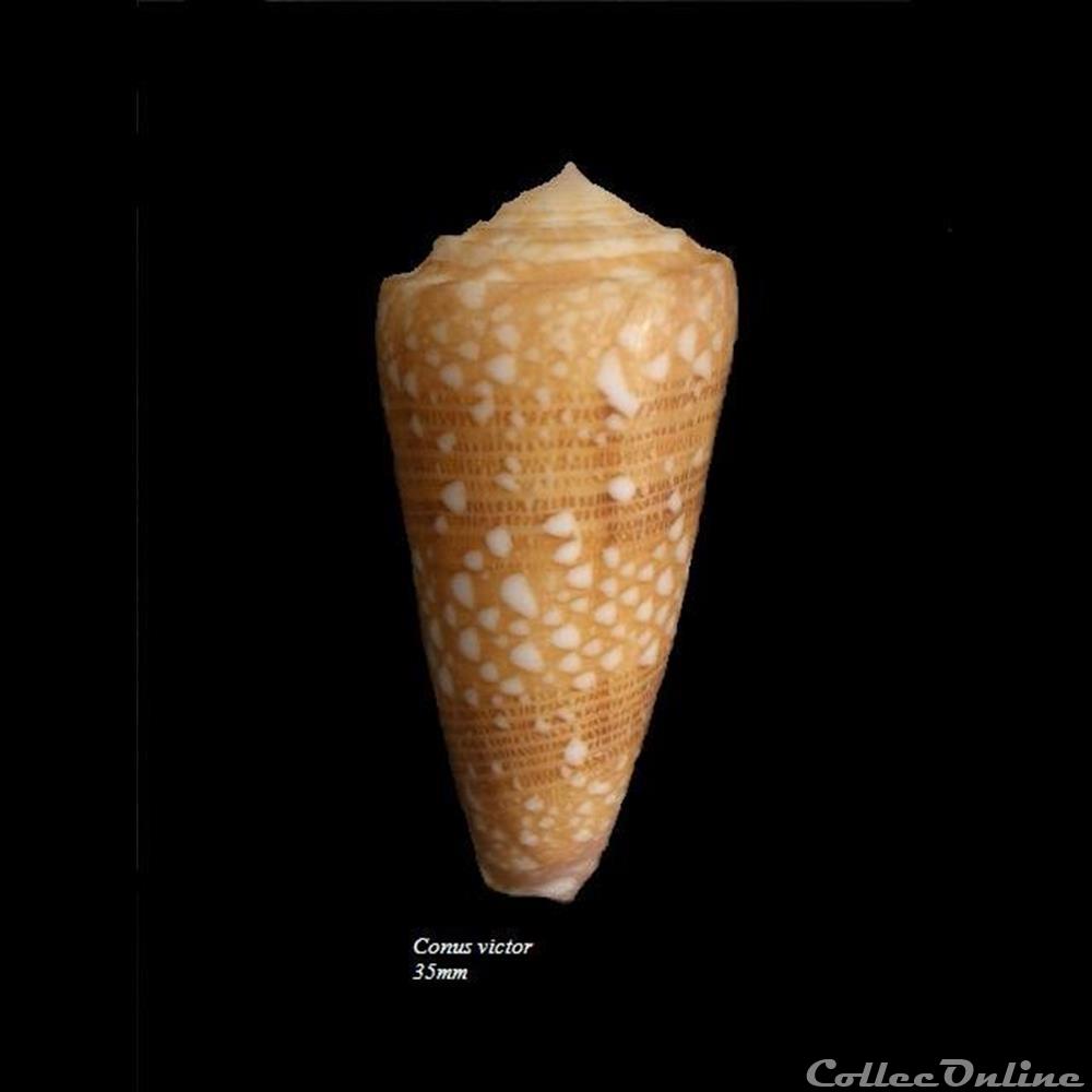 Conus victor 35mm coquillage fossile gastropodum conus victor 35mm