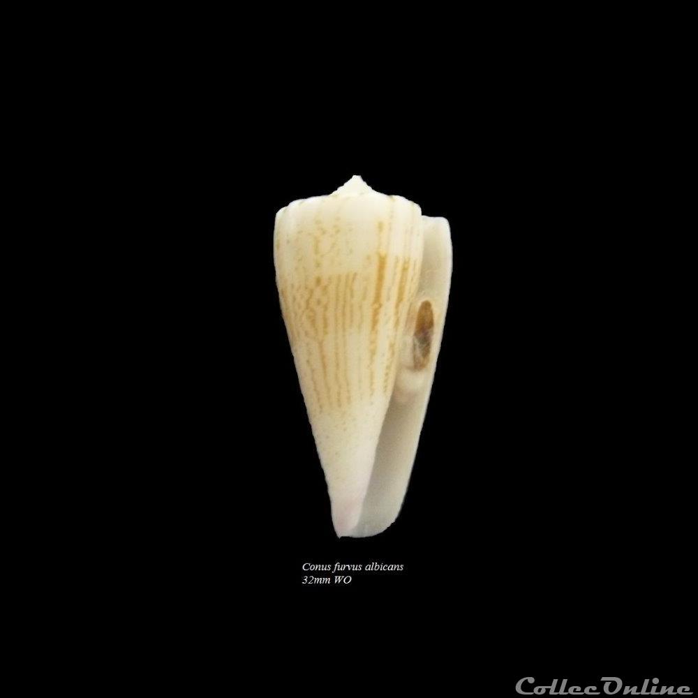 Conus furvus albicans 32mm WO coquillage fossile gastropodum conus furvus albicans 32mm wo