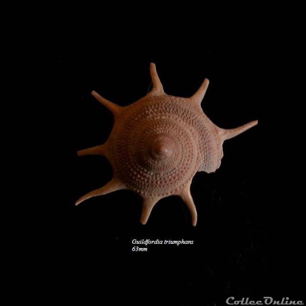 Guildfordia triumphans 63mm coquillage fossile gastropodum guildfordia triumphans 63mm