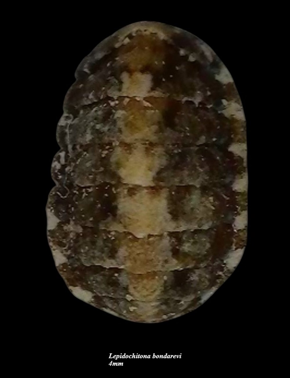 Lepidochitona bondarevi 4mm coquillages fossiles polyplacophora lepidochitona bondarevi 4mm