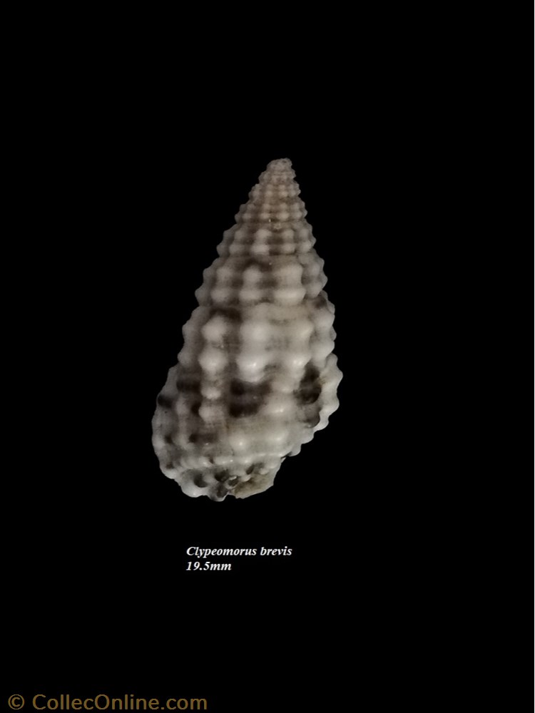 Clypeomorus brevis 19.5mm coquillage fossile gastropodum clypeomorus brevis 19 5mm