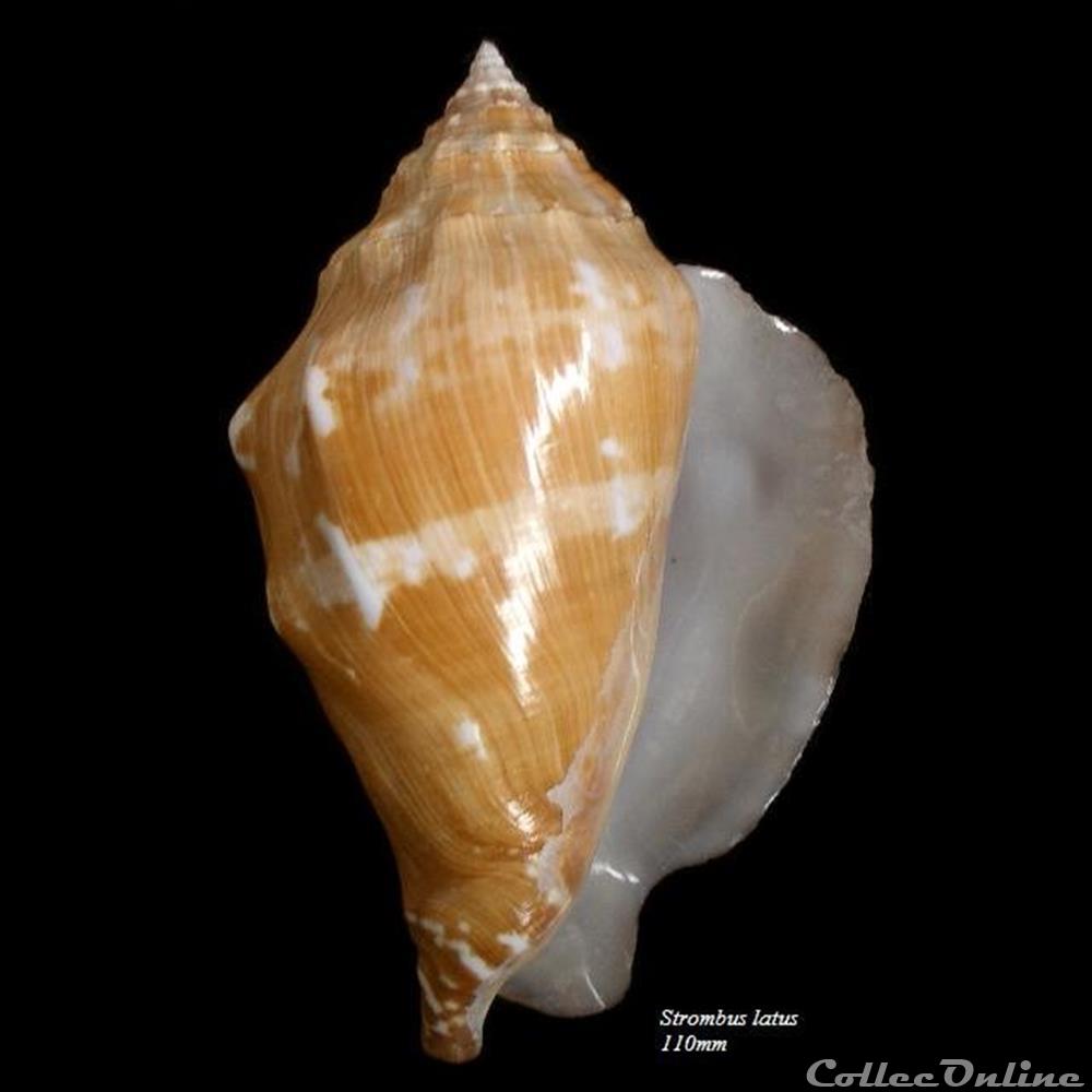 Strombus latus 110mm coquillage fossile gastropodum strombus latus 110mm