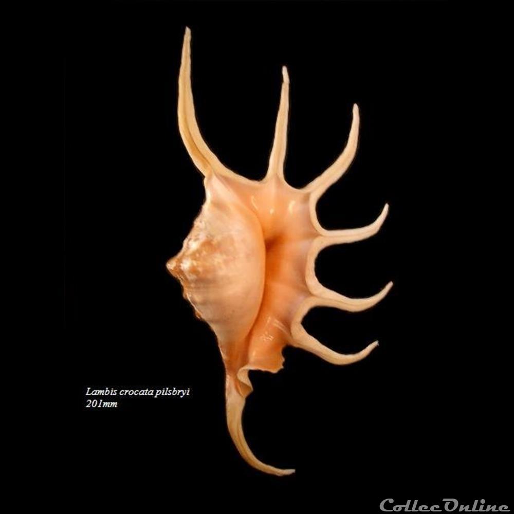 Lambis crocata pilsbryi 201mm coquillage fossile gastropodum lambis crocata pilsbryi 201mm