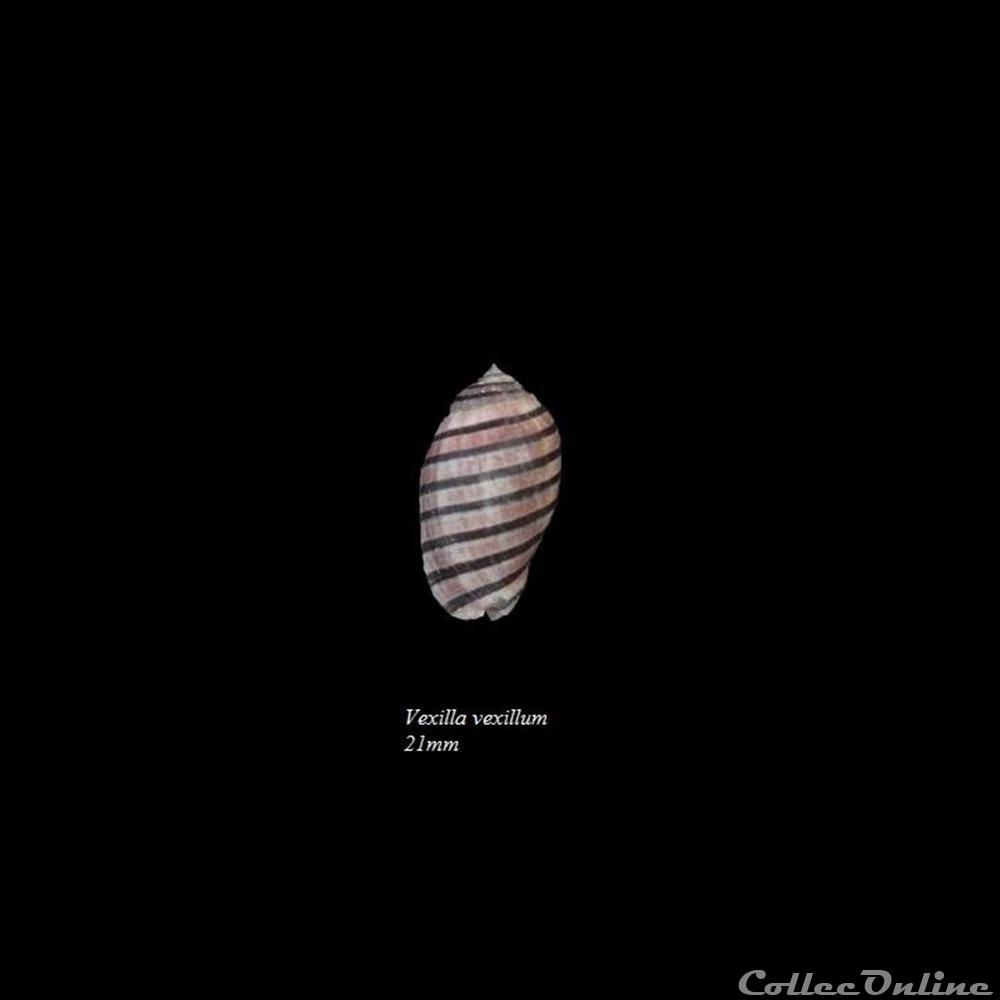Vexilla vexillum 21mm coquillage fossile gastropodum vexilla vexillum 21mm