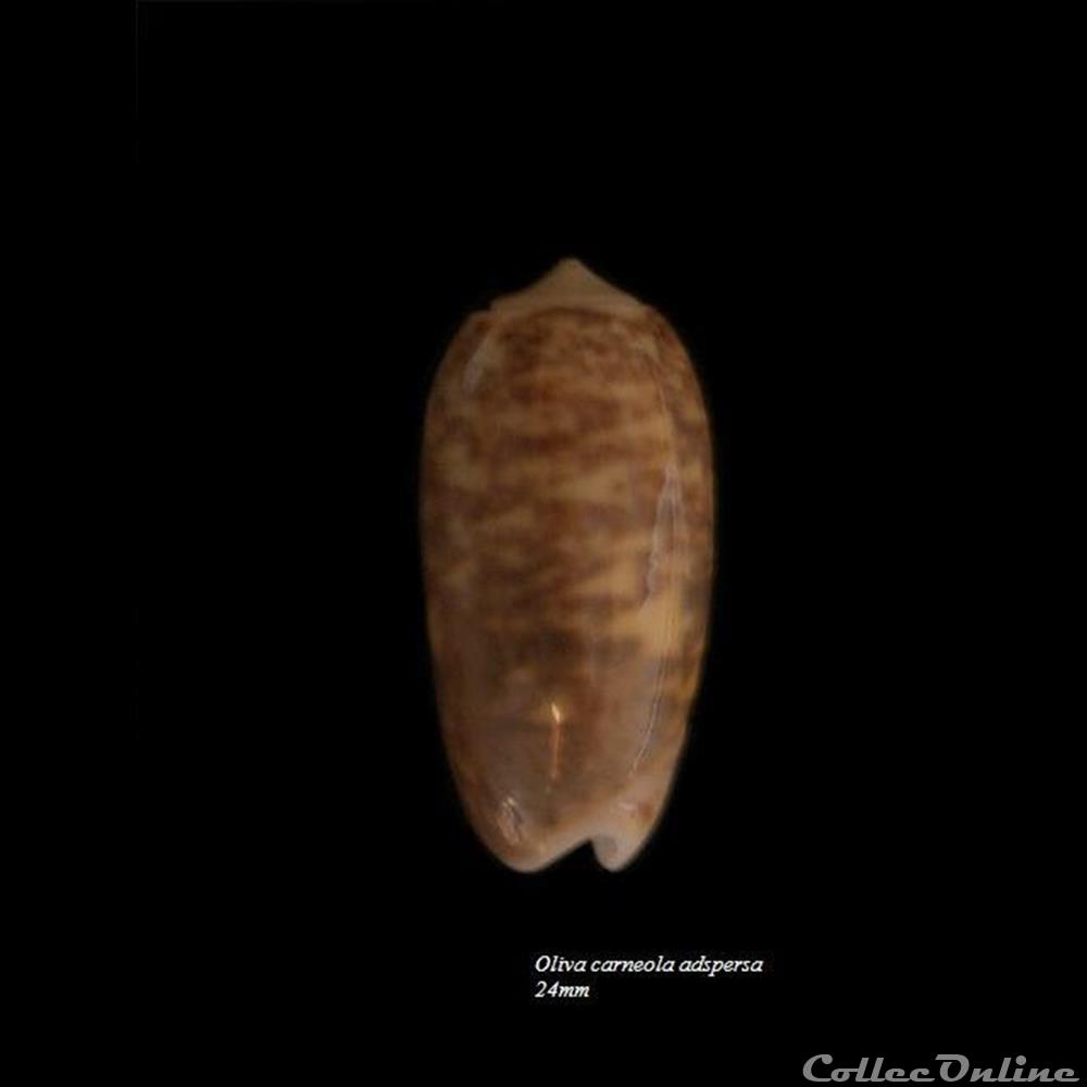 Oliva carneola adspersa 24mm coquillage fossile gastropodum oliva carneola adspersa 24mm
