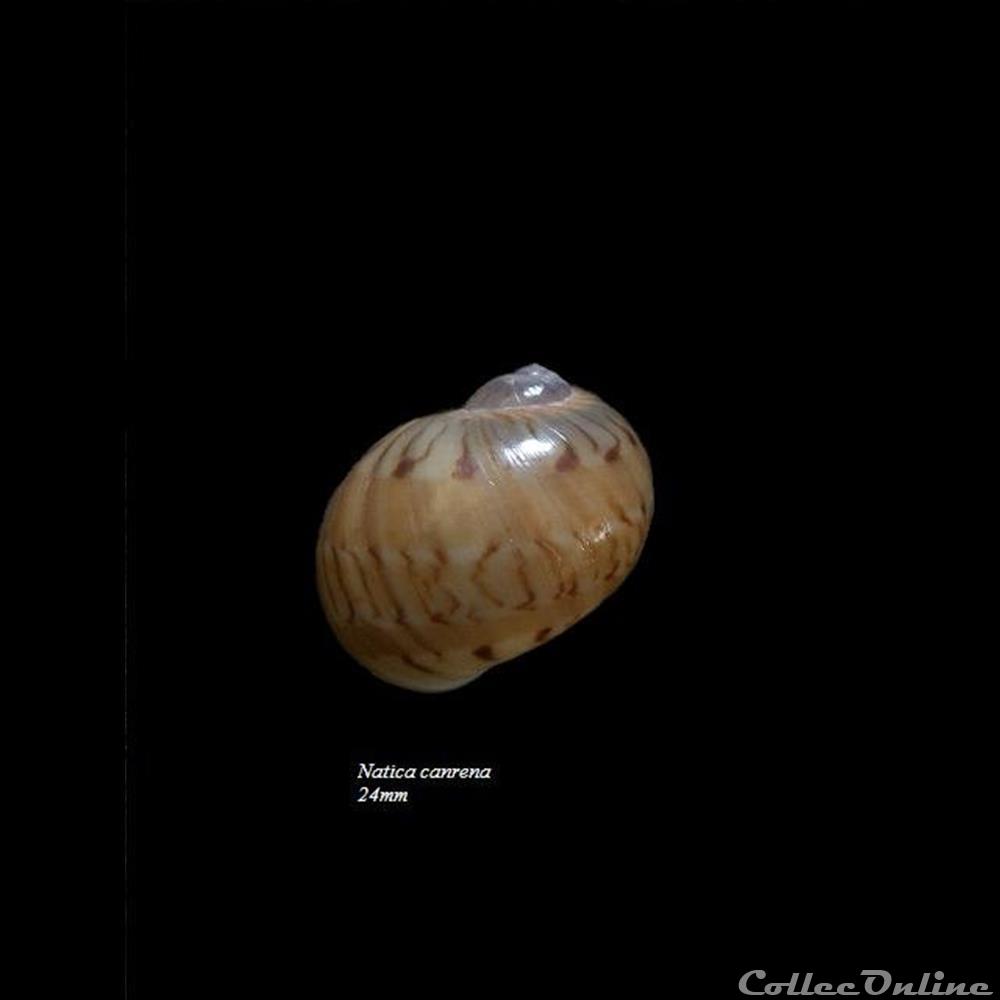 Natica canrena 24mm coquillage fossile gastropodum natica canrena 24mm