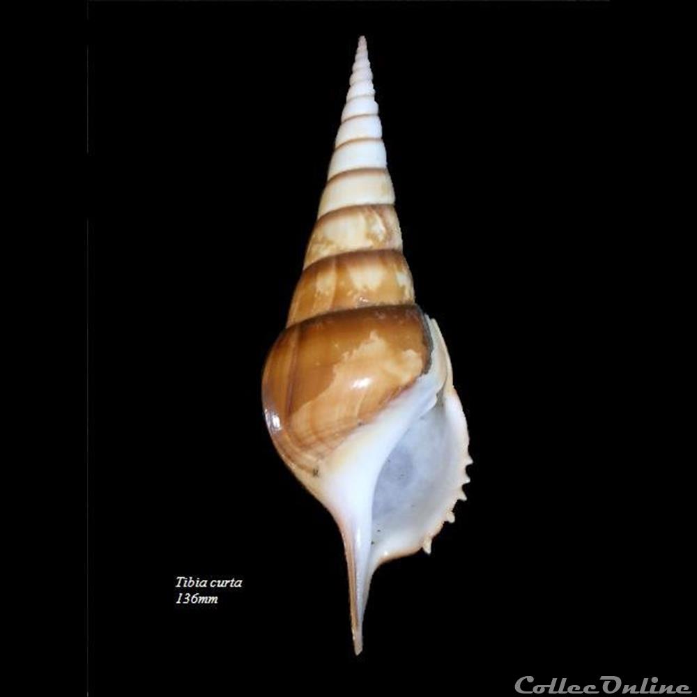 Tibia curta 136mm coquillage fossile gastropodum tibia curta 136mm