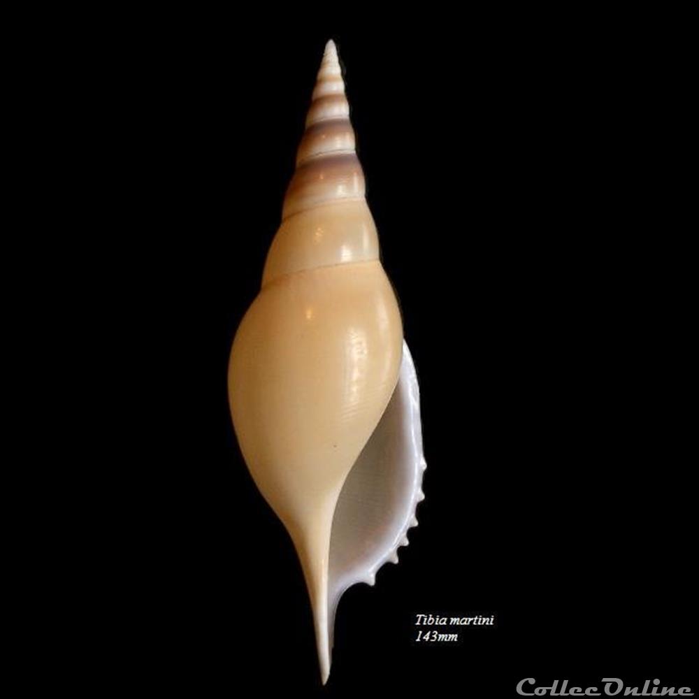 Rostellariella martinii 143mm coquillage fossile gastropodum rostellariella martinii 143mm