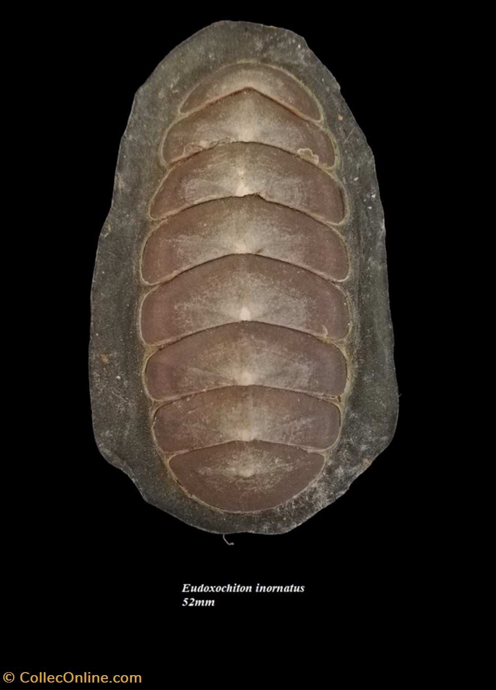 coquillages fossiles polyplacophora eudoxochiton inornatus 52mm