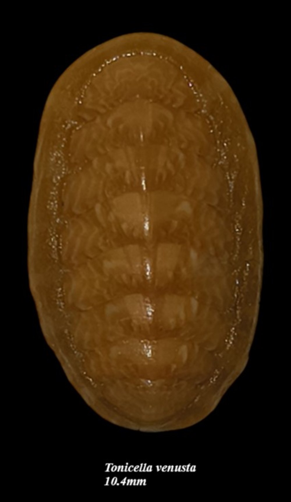 coquillages fossiles polyplacophora tonicella venusta 10 4mm