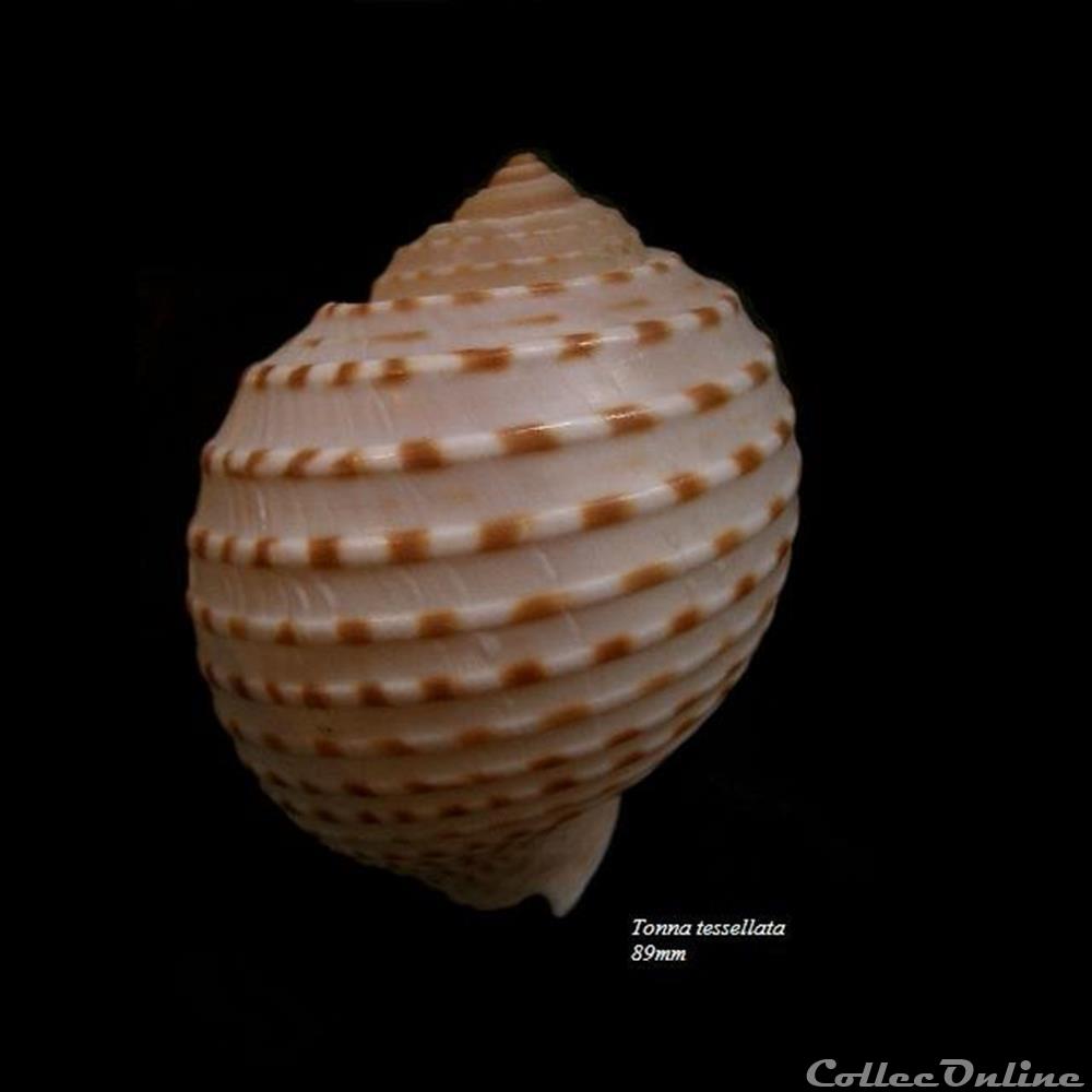 Tonna tessellata 89mm coquillage fossile gastropodum tonna tessellata 89mm