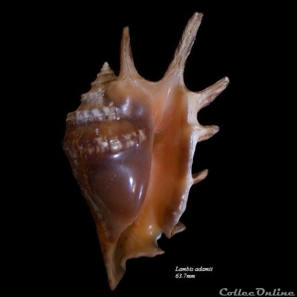 Lambis adamii 67mm coquillage fossile gastropodum lambis adamii 67mm