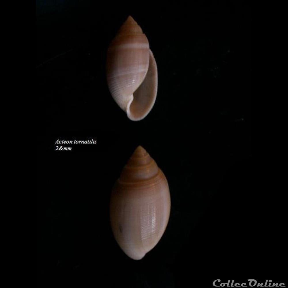 Acteon tornatilis 21mm coquillage fossile gastropodum acteon tornatilis 21mm