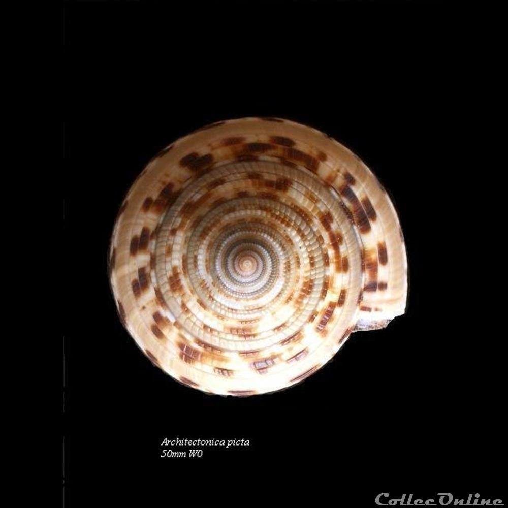 Architectonica picta 50mm WO coquillage fossile gastropodum architectonica picta 50mm wo